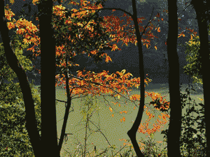 生物多様性ホットスポット－－鳩山町・熊井の森を守りたい！