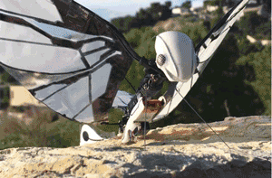 本物の鳥のような大人のためのラジコン飛行機「MetaFly」